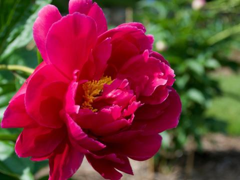 dark pink peony flower