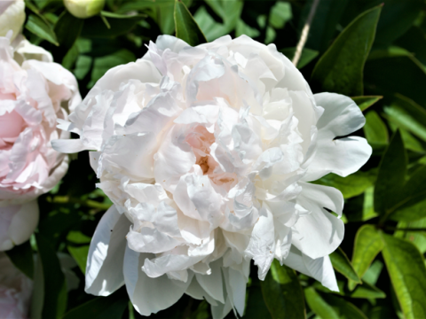 a fluffy white peony with a light pink hue