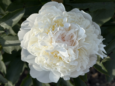 a fluffy white peony