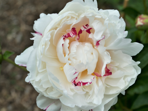 a fluffy white peony with dark pink specs in the middle