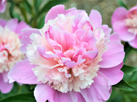a multitoned magenta/light pink peony