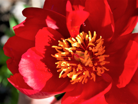 blooming red peony with yellow center