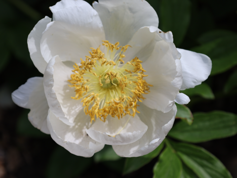 white peony with a yellow center