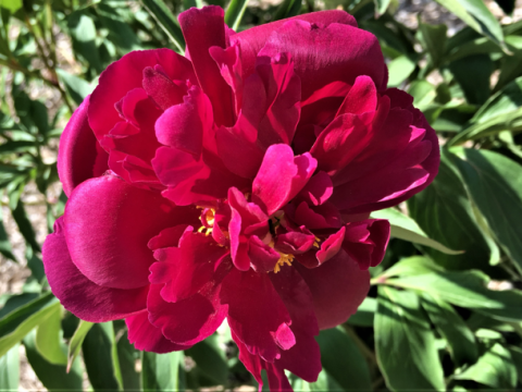 a fluffy magenta peony
