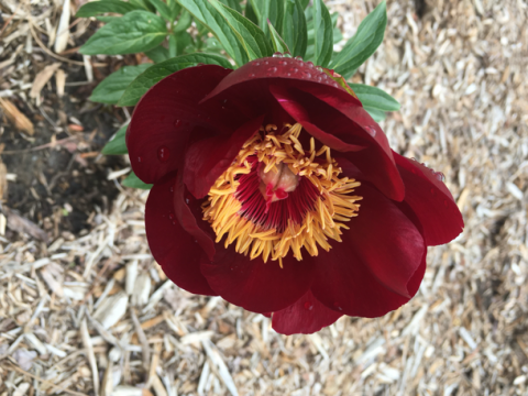 a dark red marron peony with a yellow spiky center