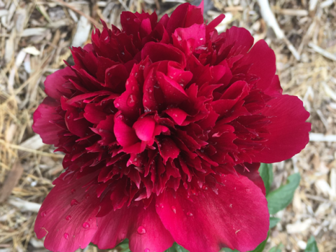 a deep redish pink bloomed peony