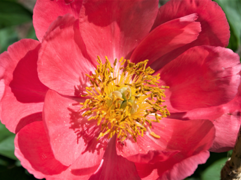 Hot pink peony with a yellow center