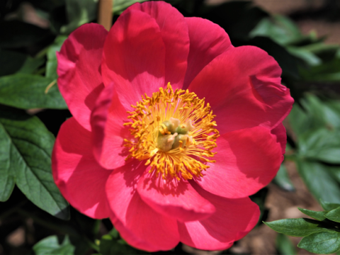 Hot pink peony with a yellow center 
