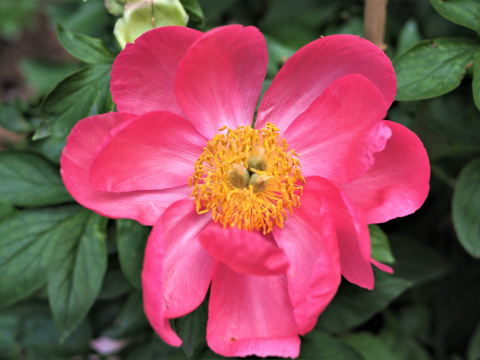 Hot pink peony with a yellow center