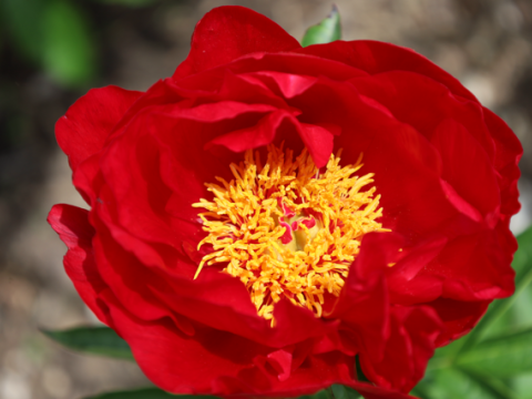 bright red peony with a yellow center 