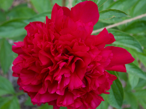 a fluffy dark pink peony