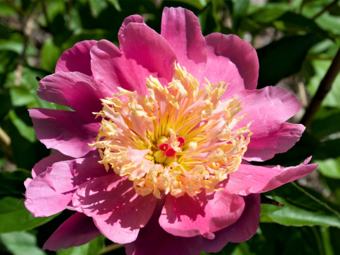 Hot pink peony with a yellow center 