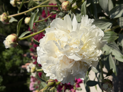 a fluffy white peony