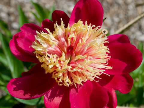 redish pink peony with spiky redish pink yellow center