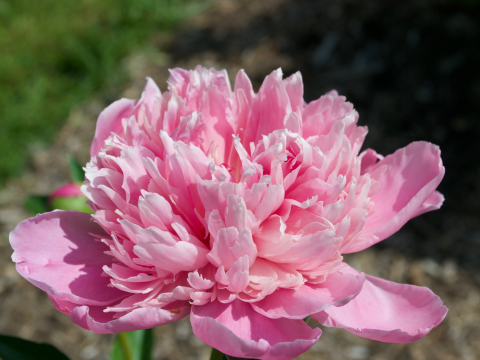a fluffy pink peony