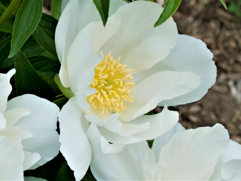 white peony with a yellow center