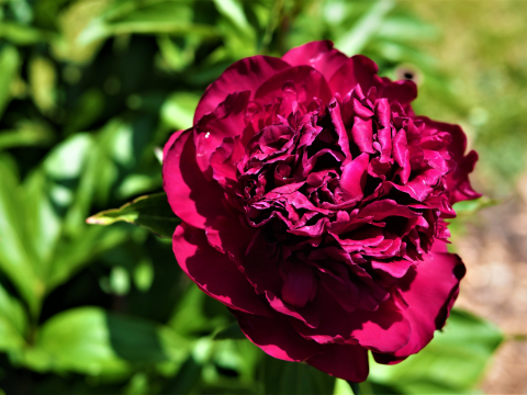 a fluffy dark magenta peony