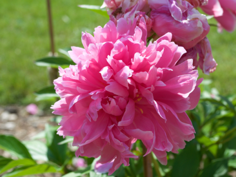 a fluffy hot pink peony