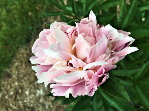 pink peony flower