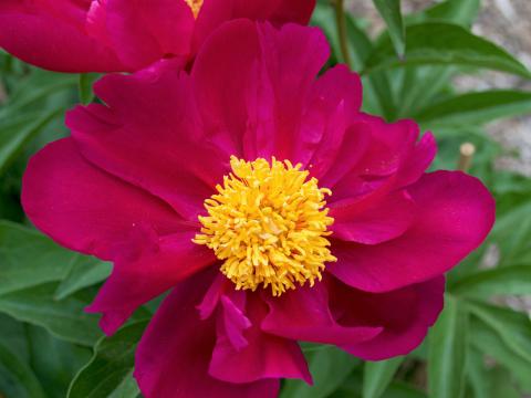A red Fortune Teller peony.