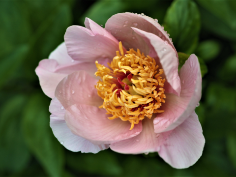 light pink peony with a yellow center
