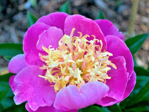 Hot pink peony with a yellow center