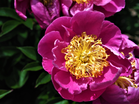Hot pink peony with a yellow center 