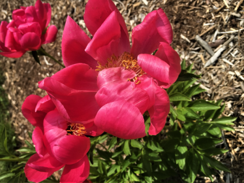 Hot pink peony with a yellow center 