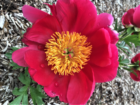 Hot pink peony with a spiky yellow center 