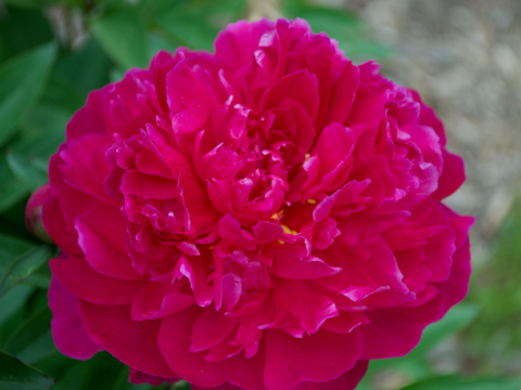 a fluffy magenta peony