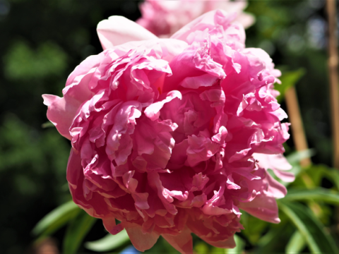 a fluffy pink peony