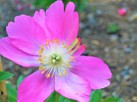 Hot magenta peony with a yellow center 