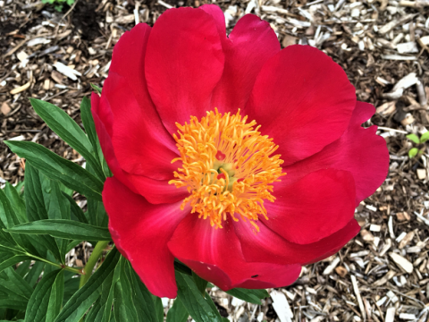 bright red peony with a yellow center