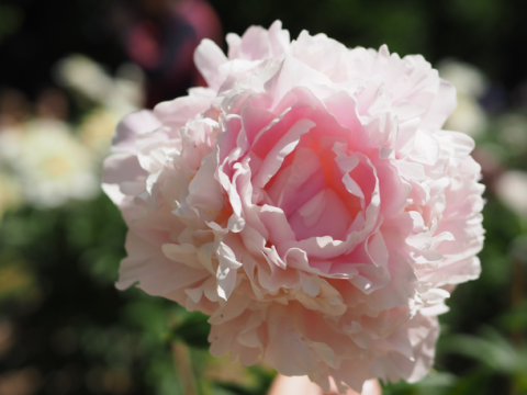 a fluffy light pink peony