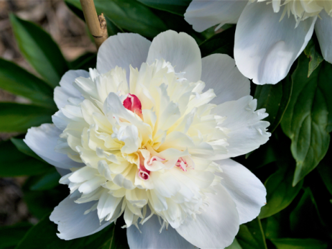 a white peony with some hot pink in the center