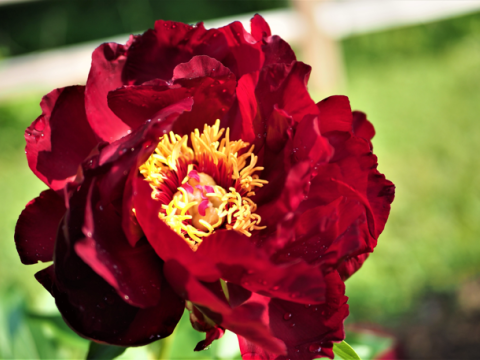 dark red peony with a yellow center 