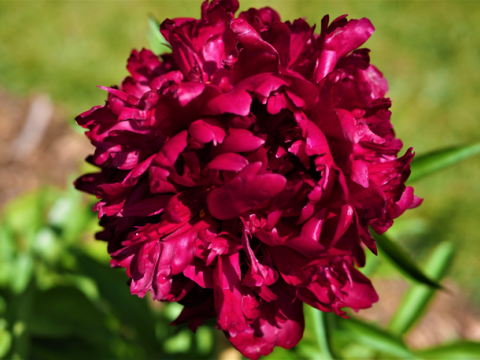 a fluffy maroon magenta colored peony