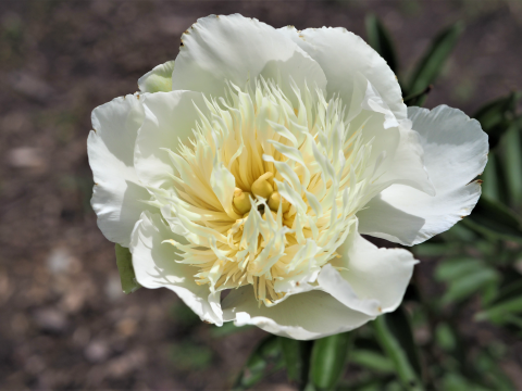 white peony with a spiky white center