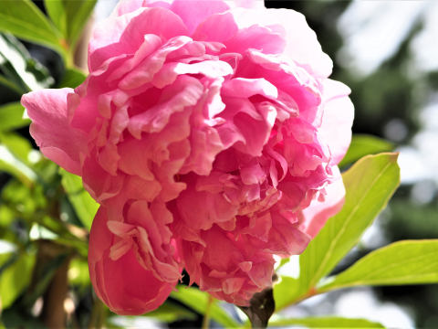 a fluffy pink peony