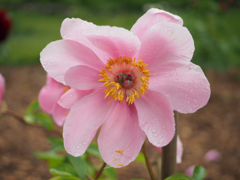 light pink peony with a yellow center