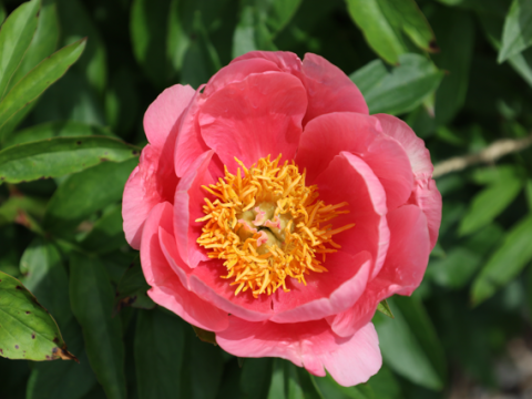 Hot pink peony with a yellow center 