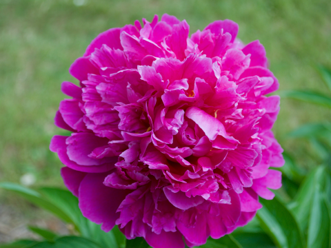 a fluffy dark magenta peony