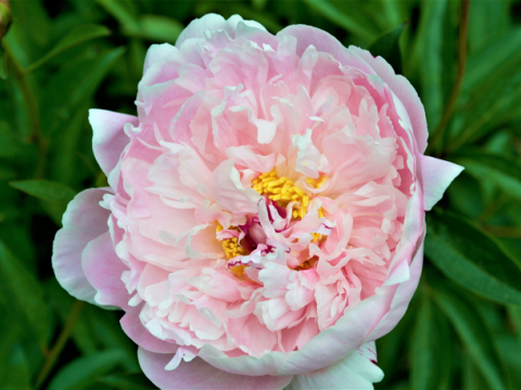 light pink peony with a small yellow center