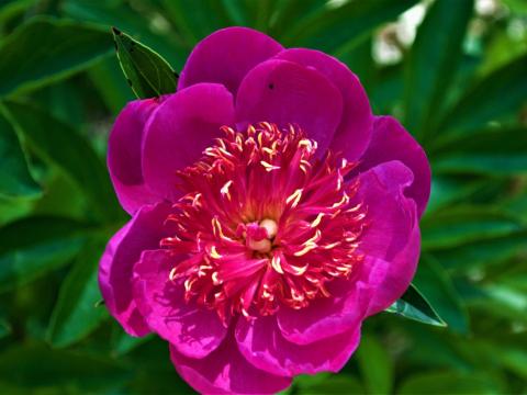 bright pink peony with pink and yellow center