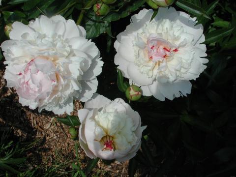 Three Madame Calot blooms, mostly white with some light pink