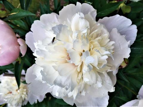 White peony flower with light pink smeller flower next to it