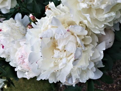 cluster of white peony flowers with a slight pink striping on a few petals