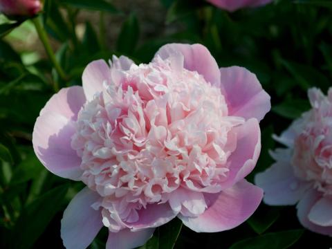 pink peony with raised pink center
