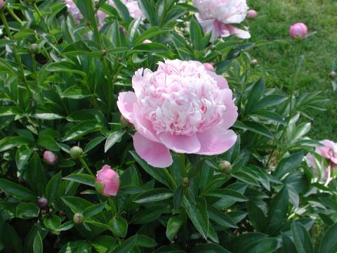 light pink peony flower and a small pink bud next to it.
