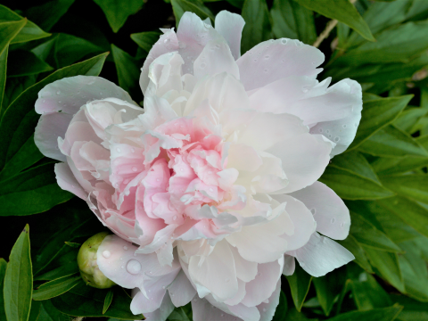 a fluffy white peony with a light pink center gradient